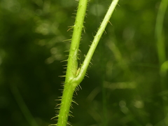 Rubus fulleri