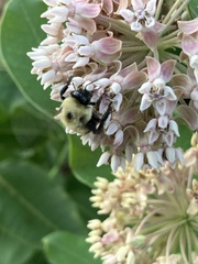 Bombus griseocollis