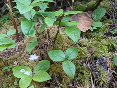 Lysimachia latifolia