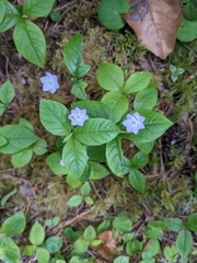 Lysimachia latifolia