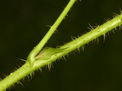 Rubus fulleri