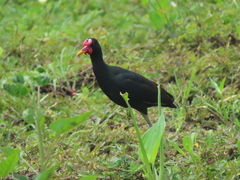 Jacana jacana hypomelaena