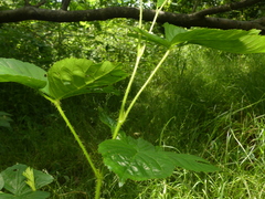 Rubus fulleri