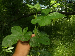 Rubus fulleri
