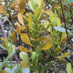 Dendrophthora clavata