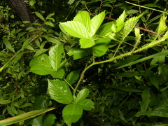 Rubus fulleri