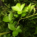 Rubus fulleri - Photo no hay derechos reservados, subido por Shaun Pogacnik