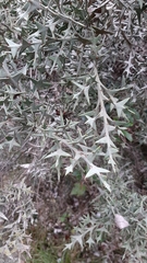 Colletia paradoxa