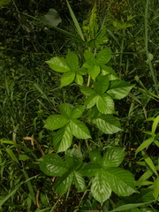 Rubus fulleri