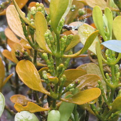 Dendrophthora clavata