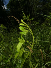 Rubus fulleri