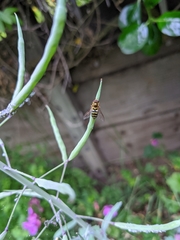 Syrphus ribesii