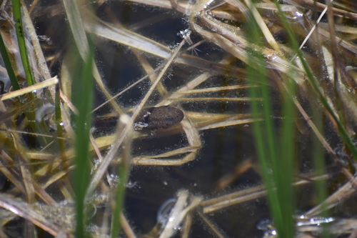 iNaturalist observation photo of Sierra Nevada Yellow-legged Frog