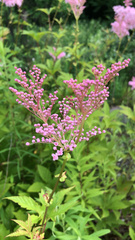 Filipendula rubra