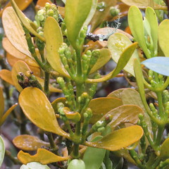 Dendrophthora clavata
