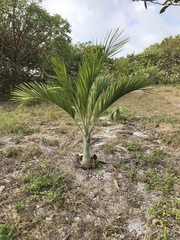 Pseudophoenix sargentii