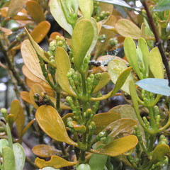 Dendrophthora clavata