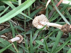 Marasmius oreades