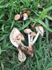 Marasmius oreades