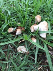Marasmius oreades
