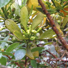 Dendrophthora clavata