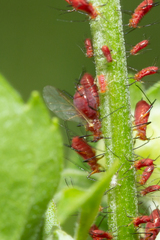 Uroleucon obscuricaudatum