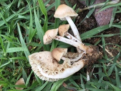 Marasmius oreades