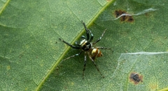 Phintella vittata