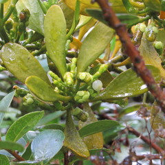 Dendrophthora clavata