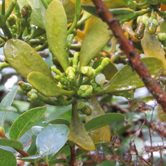 Dendrophthora clavata