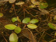 Potamogeton diversifolius