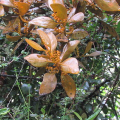 Dendrophthora avenia