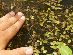 Potamogeton diversifolius