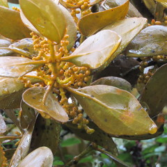 Dendrophthora avenia