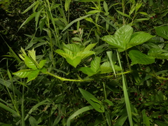 Rubus fulleri
