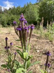 Verbena macdougalii