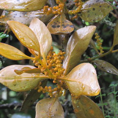 Dendrophthora avenia