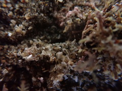 Philocheras australis