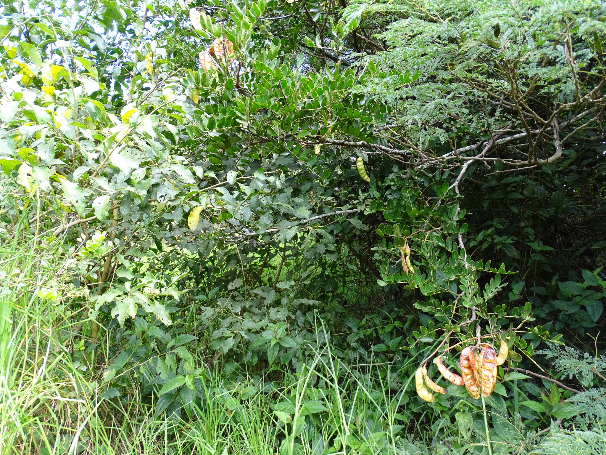 Tara image