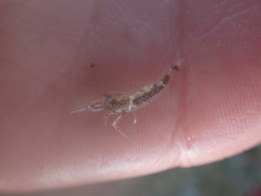 Philocheras australis