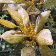 Dendrophthora avenia