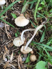 Marasmius oreades