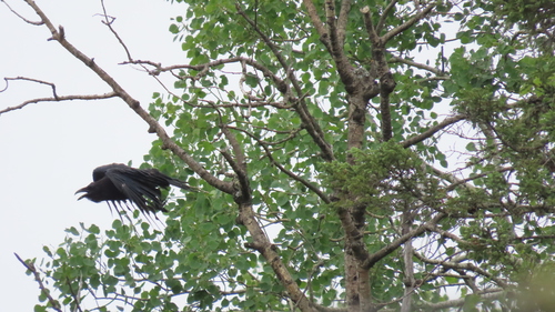 Common Raven photographed in Wisconsin