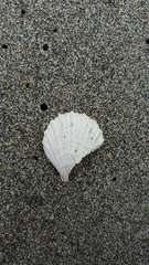 Chlamys hastata