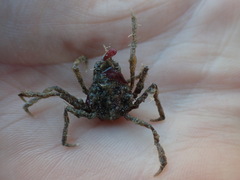 Pyromaia tuberculata