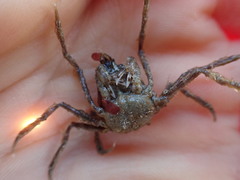 Pyromaia tuberculata