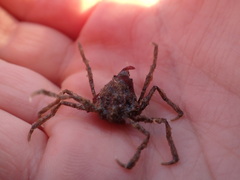 Pyromaia tuberculata