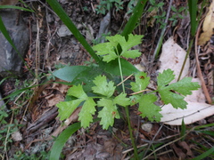 Tauschia kelloggii