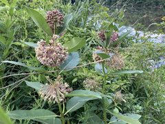 Asclepias syriaca