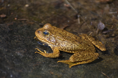 iNaturalist observation photo of Sierra Nevada Yellow-legged Frog
